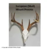 European Skull Mount Process Book By Kyle Hackett 1 European Skull Mount Process Book By Kyle Hackett -Bearpaw Booster Shop 1033138 front